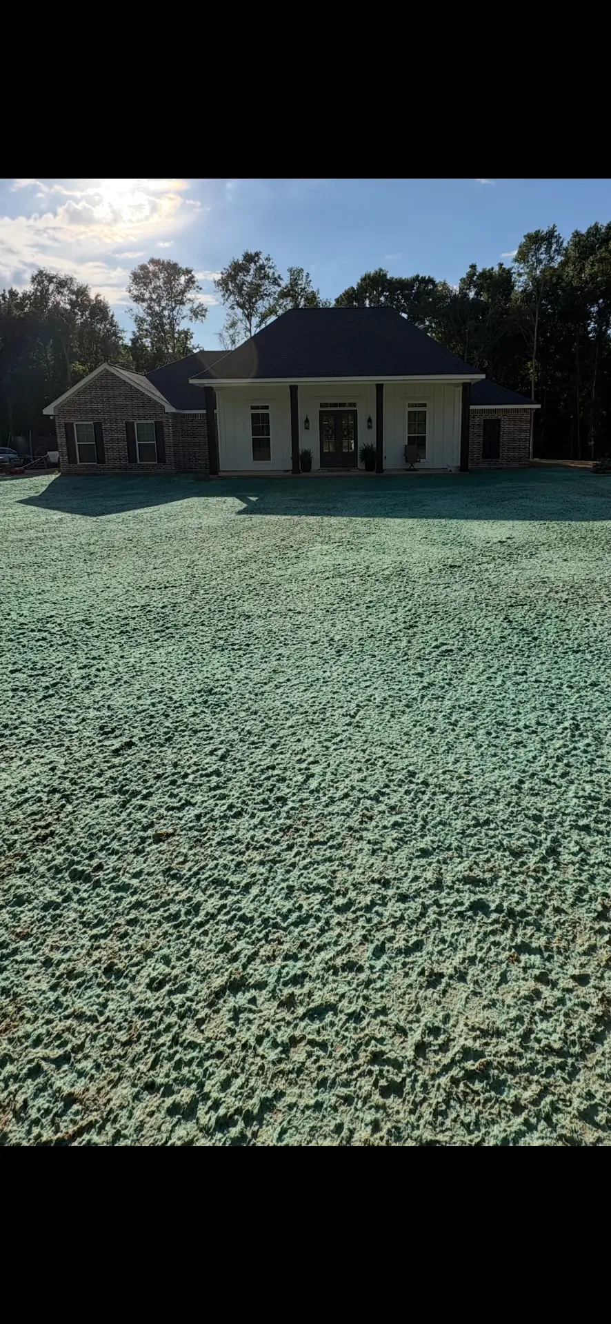 Fresh green hydroseed slurry covering a bare yard the day it was sprayed