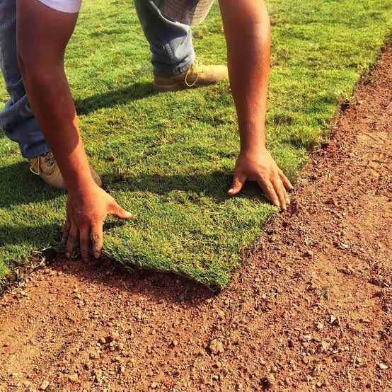 Crew hand-laying a roll of fresh green sod onto prepared soil
